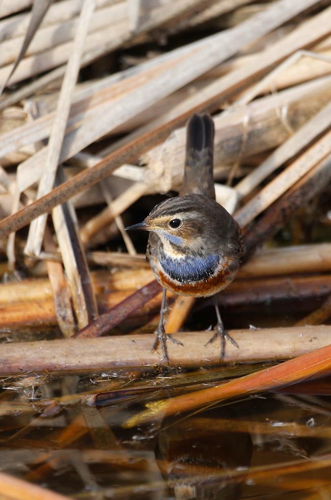 Imagen 7 de la galería de Pechiazul - Bluethroat (Luscinia svecica)